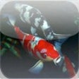 Icon of program: Koi Fish Guide
