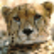 Icon of program: CheetaChat