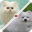 Icon of program: Tic Toc: Dog or Cat