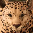 Icon of program: Ultimate Leopard Simulato…
