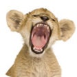 Icon of program: Funny Animal Jokes (The Z…