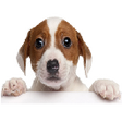 Icono de programa: My Pet Record
