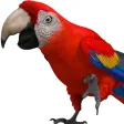 Icon of program: Talking Parrot 2
