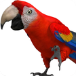 Icon of program: Talking Parrot 2