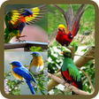 Icono de programa: Animated Birds GIF