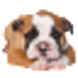 Icono de programa: Cute Puppies Wallpapers f…