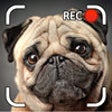 Icon of program: Talking Puppy