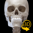 Icon of program: Skeleton | 3D Anatomy