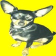 Icon of program: Make Your Dog Howl