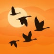 Birds Near Me - Birding Fieldguide icon