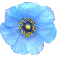 Icono de programa: Wildflowers of Mount Ever…