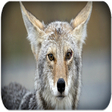 Icono de programa: Wild coyote sounds