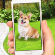 Icono de programa: Collect Pocket Dogs