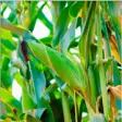Icon of program: NARO Maize Production