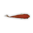 Icon of program: Animated Fish Desktop Wal…