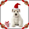 Icon of program: Corner My Photos Christma…
