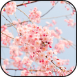 Icono de programa: Japan Wallpapers