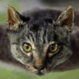Icon of program: Cat Copter