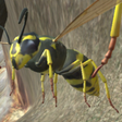 Icon of program: Wasp Nest Simulation Full