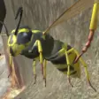 Icon of program: Wasp Nest Simulation Full