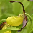 Icon of program: Iberian Orchids