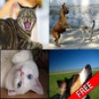 Icon of program: Cats & Dogs Sound Effects…
