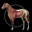 Icono de programa: Horse Anatomy: Equine 3D