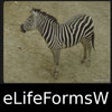 Icon of program: World Life Forms Sampler …