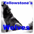 Icon of program: Yellowstone Wolves And Pa…