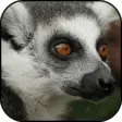 Icon of program: Lemur wallpapers