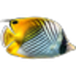 Icon of program: 3D Fish School Screensave…