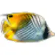 Icon of program: 3D Fish School Screensave…