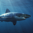 Icono de programa: National Geographic Video…