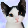 Icono de programa: Talking Devon Rex