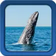 Icon of program: Whale Live Wallpapers  - …