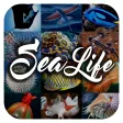 Icon of program: Sea Animal Encyclopedia