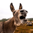 Icono de programa: Donkey Sounds and Rington…