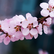 Icon of program: Cherry Blossom Live Wallp…