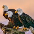Icono de programa: Wild birds documentary on…