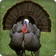 Icono de programa: Turkey Sounds Ringtone