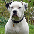 Icono de programa: American Bulldog Wallpape…