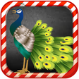 Icon of program: 587 Transform To peacock