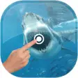 Icon of program: Magic Touch - Shark In Wa…