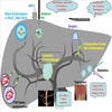 Icon of program: Barcelona Clinic Liver Ca…