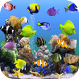 Icon of program: Aquarium Video Live Wallp…