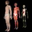 Drill Down Child Anatomy by WAGmob icon