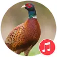 Icon of program: Pheasant Sounds