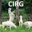 Icono de programa: CIRG - Goat Farming (  / …