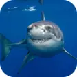 Icon of program: Great White Shark. Wallpa…