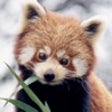 Icon of program: Baby Animals - An Encyclo…